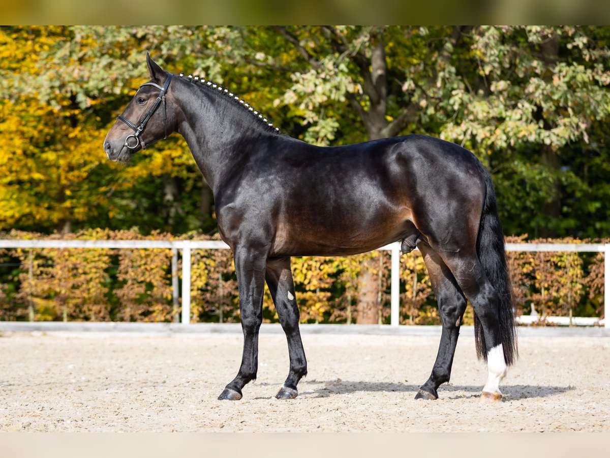 Heavy Warmblood Stallion 2 years Smoky-Black in Moritzburg