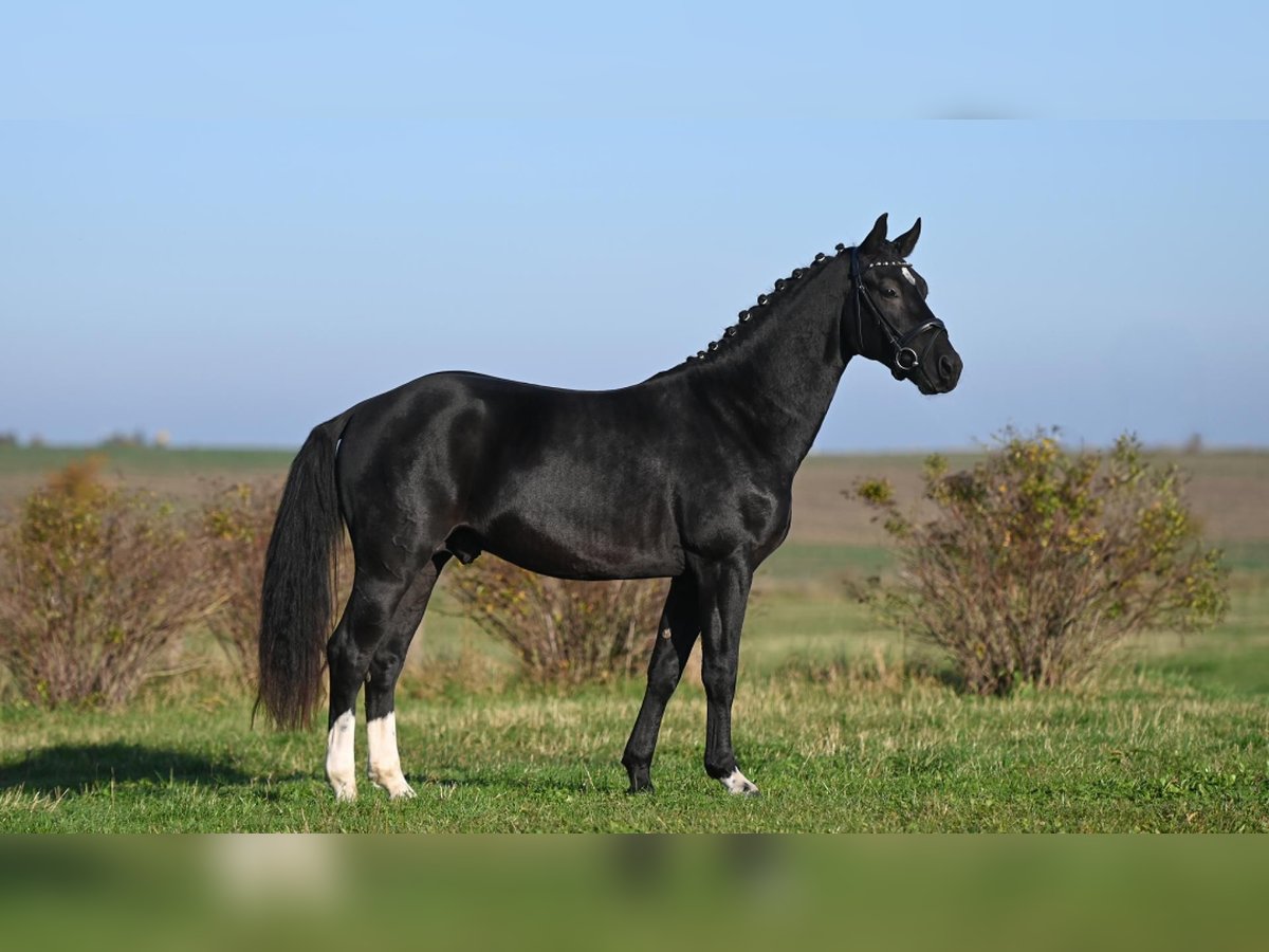 Heavy Warmblood Stallion 2 years Smoky-Black in Moritzburg