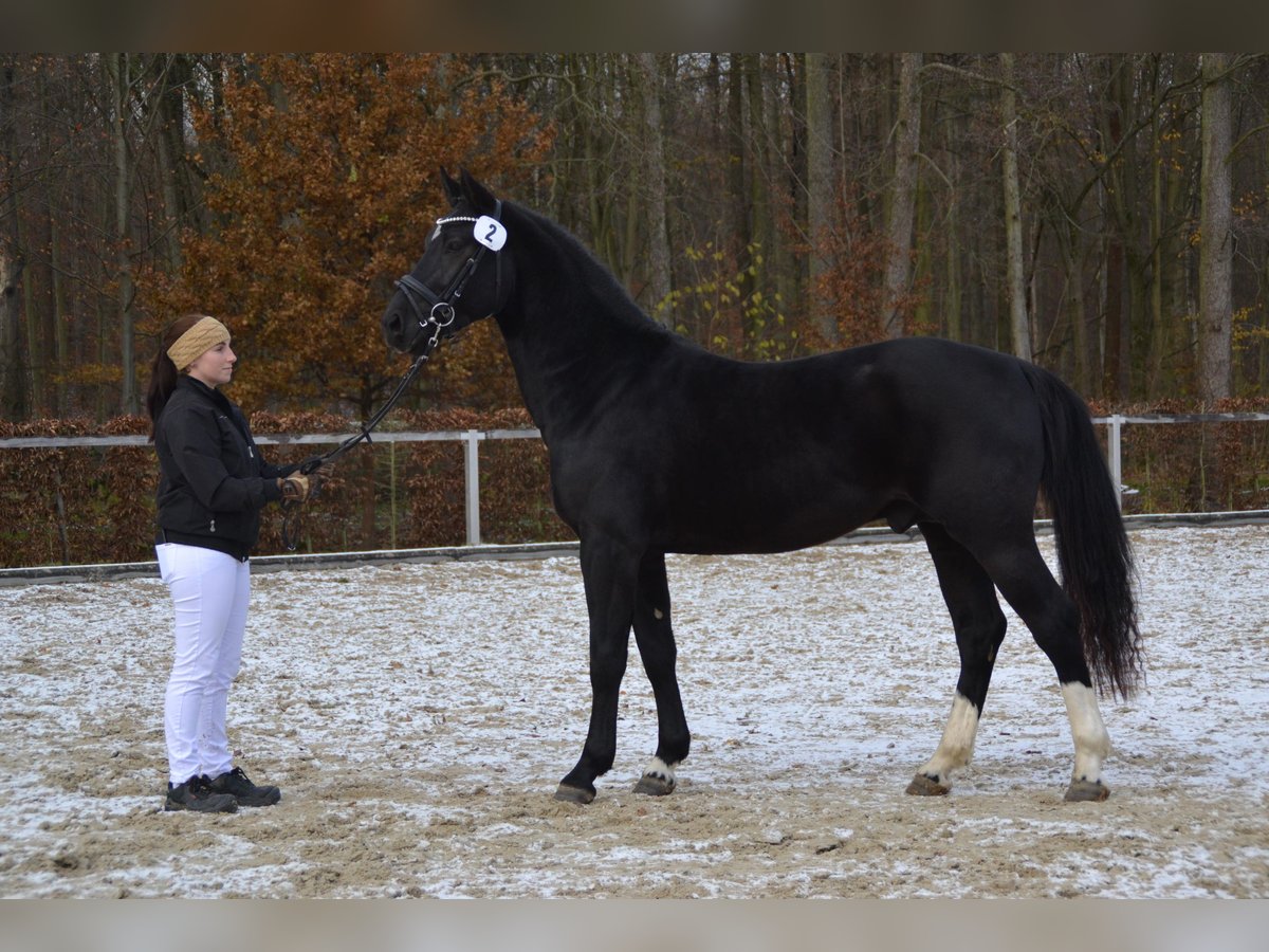 Heavy Warmblood Stallion 3 years 15,2 hh Black in Hermsdorf