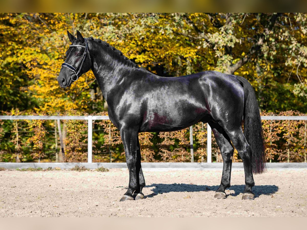 Heavy Warmblood Stallion 4 years Black in Moritzburg