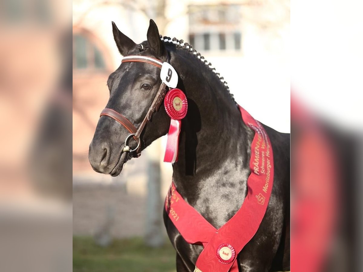 Heavy Warmblood Stallion 6 years 16 hh Black in Kamenz