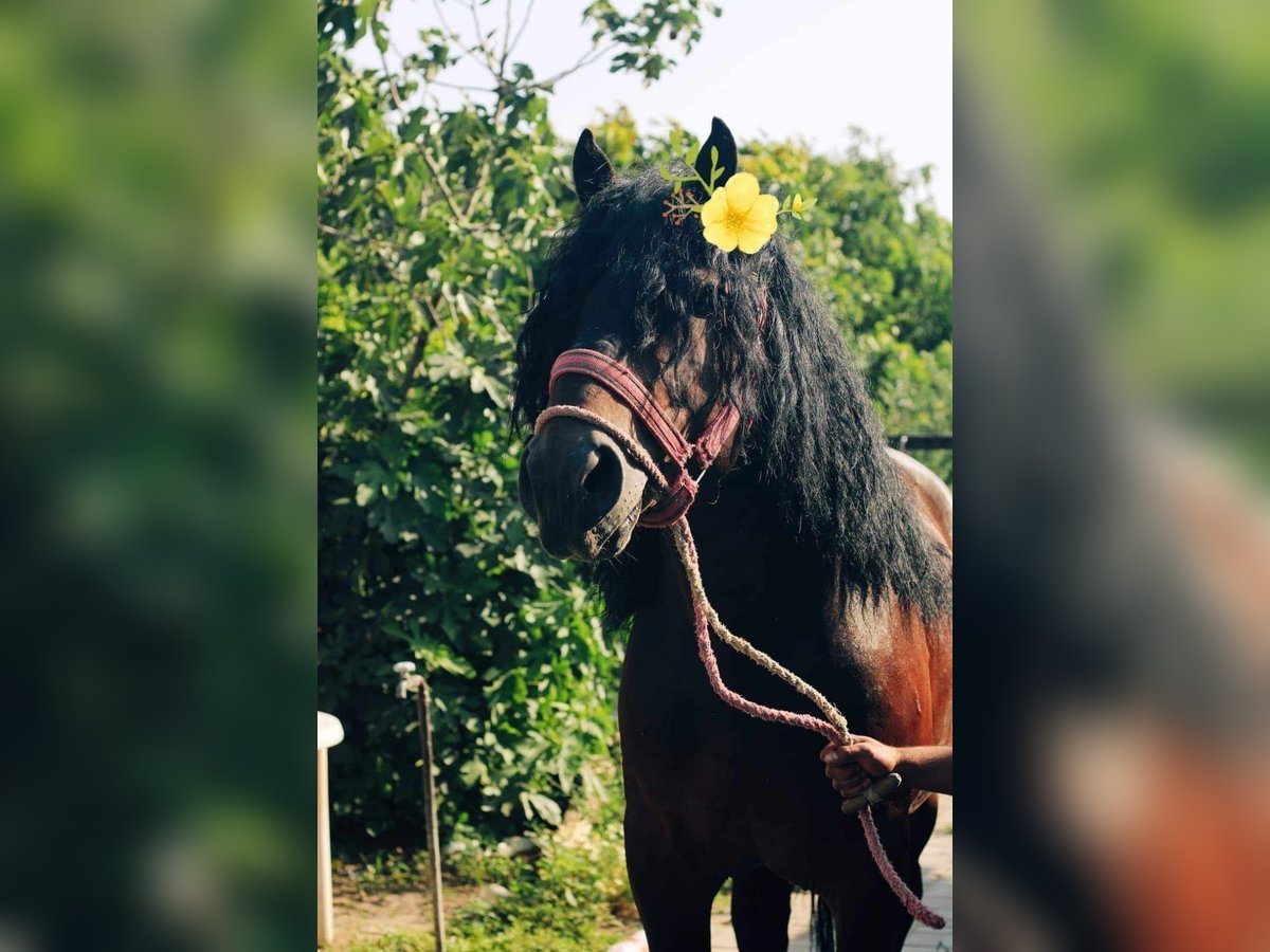 Heavy Warmblood Stallion 6 years 17 hh Bay in Budapest