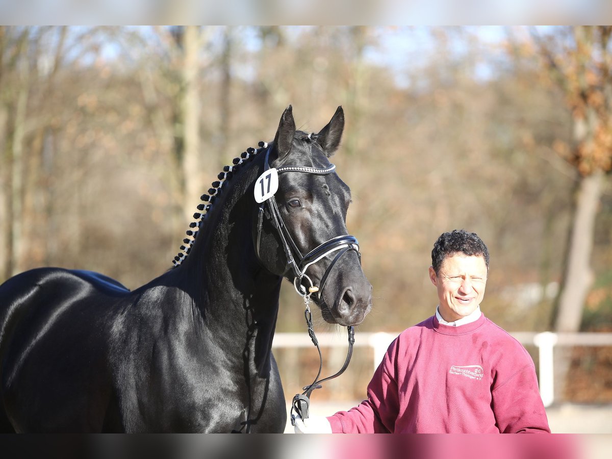 Heavy Warmblood Stallion Black in Celle