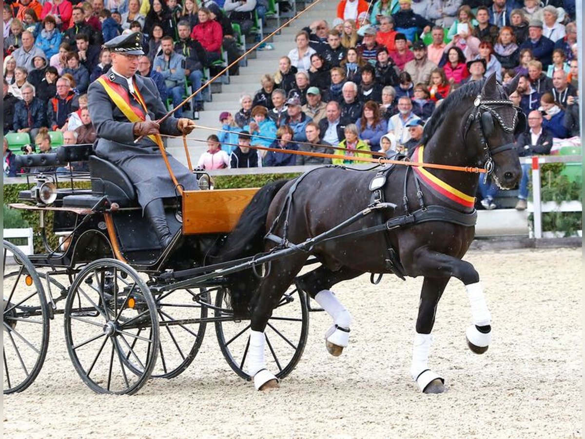 Heavy Warmblood Stallion Black in Arnstadt