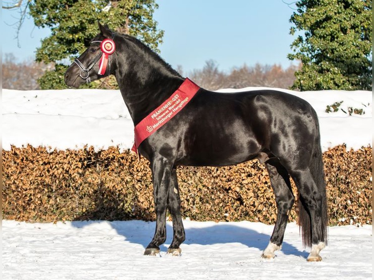 Heavy Warmblood Stallion Black in Kamenz