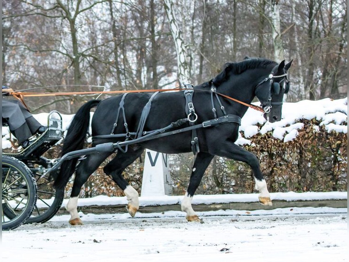 Heavy Warmblood Stallion Black in Moritzburg