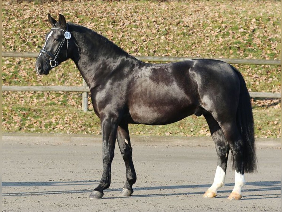 Heavy Warmblood Stallion Black in Neubukow