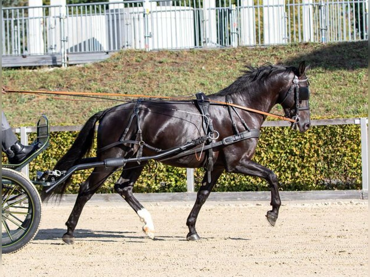 Heavy Warmblood Stallion Black in Wilsdruff