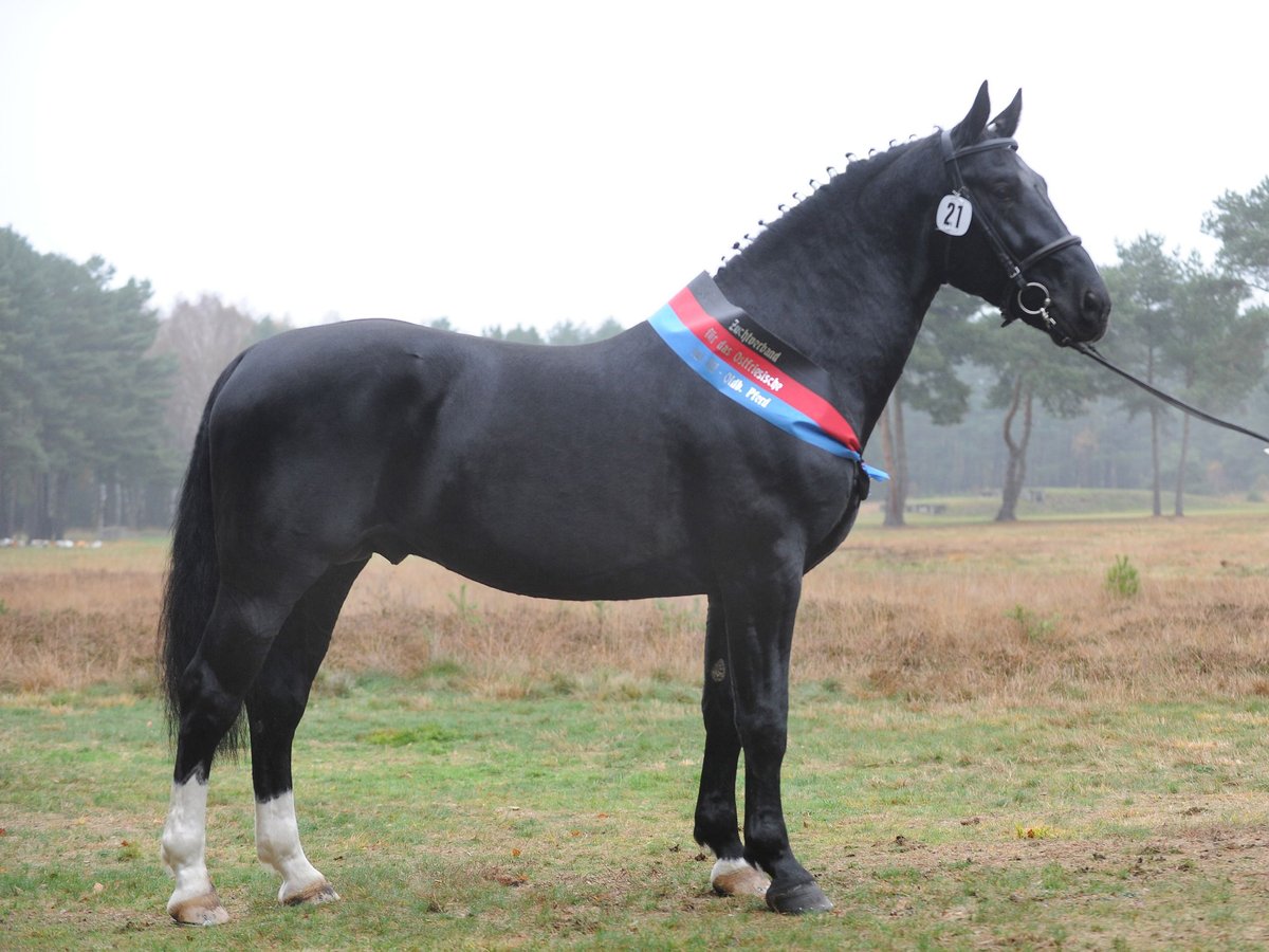 Heavy Warmblood Stallion in Adelheidsdorf