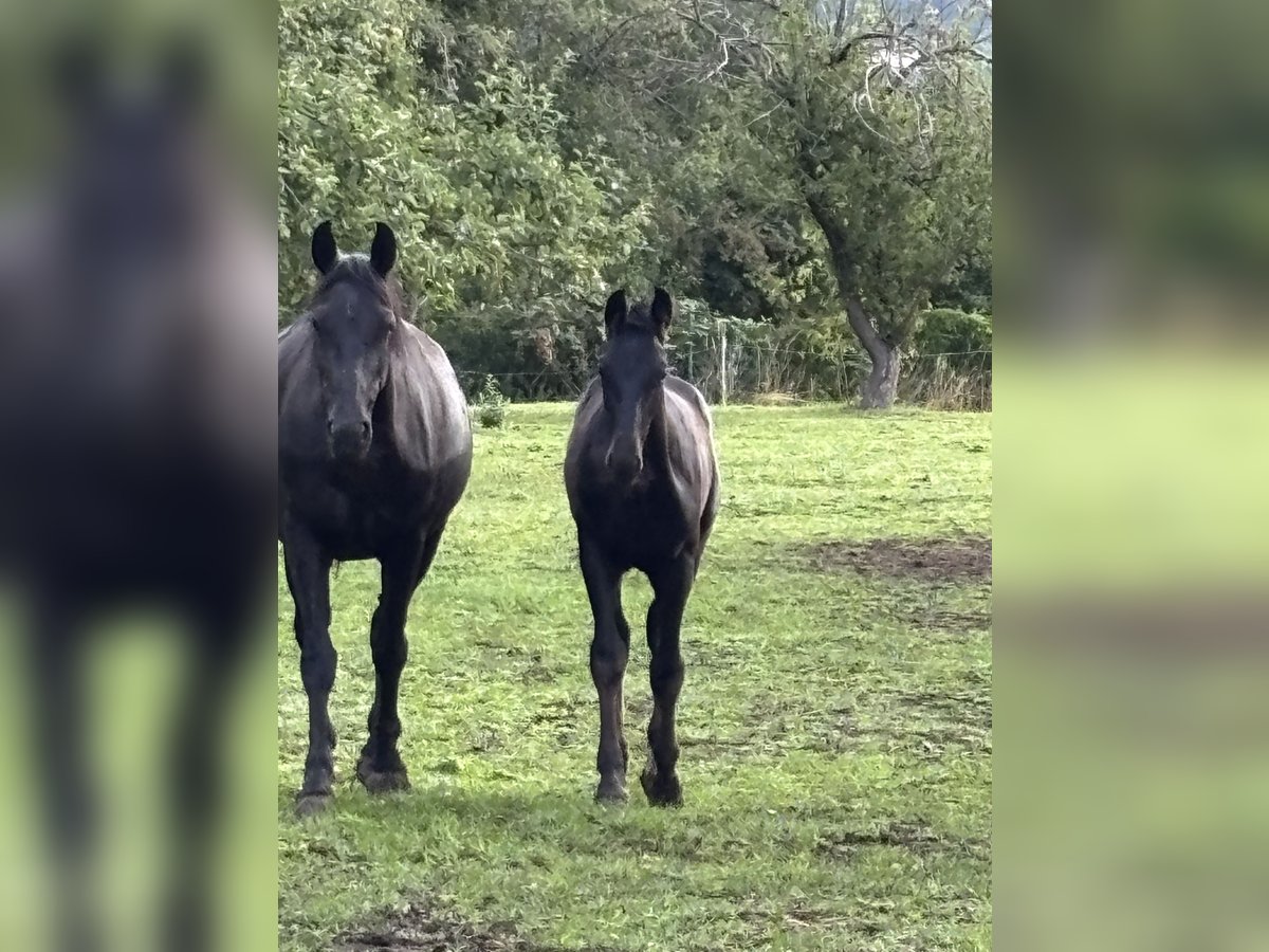 Heavy Warmblood Stallion Foal (02/2025) 16,1 hh Black in Quedlinburg Heavy Warmblood Stallion Foal (02/2025) 16,1 hh Black in Quedlinburg