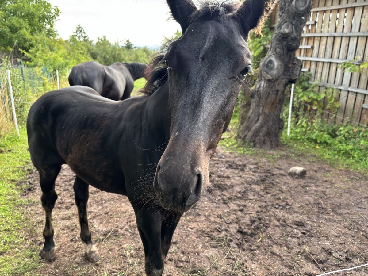 Heavy Warmblood Stallion Foal (02/2025) 16,1 hh Black in Quedlinburg