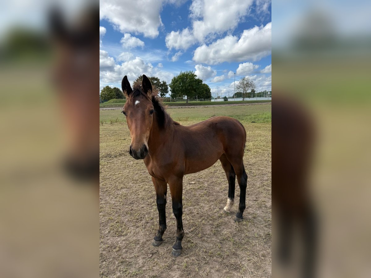 Heavy Warmblood Stallion Foal (04/2025) 16,1 hh Smoky-Black in FernaKirchworbis