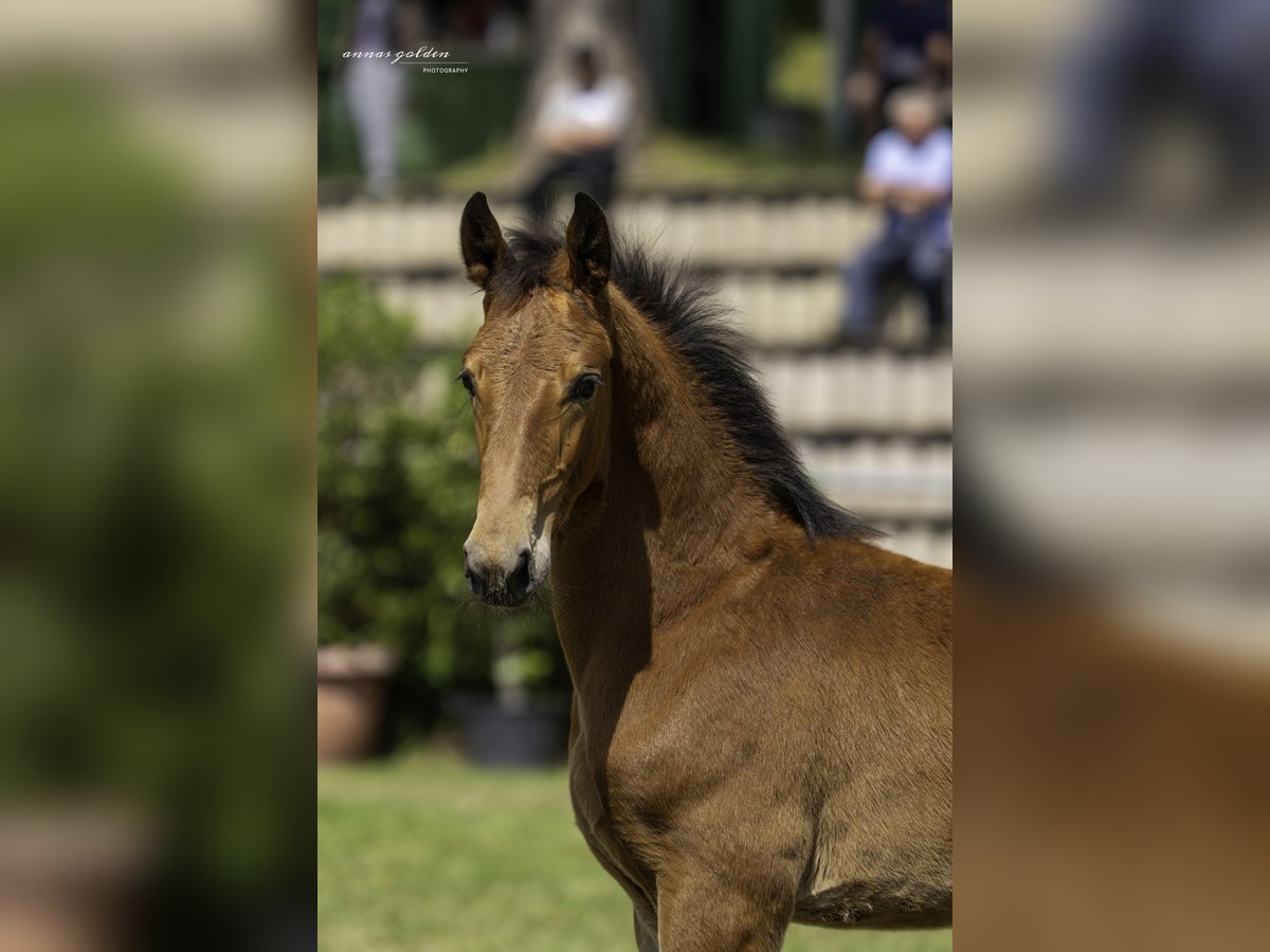 Heavy Warmblood Stallion Foal (03/2025) 16,2 hh Brown in Kirchberg