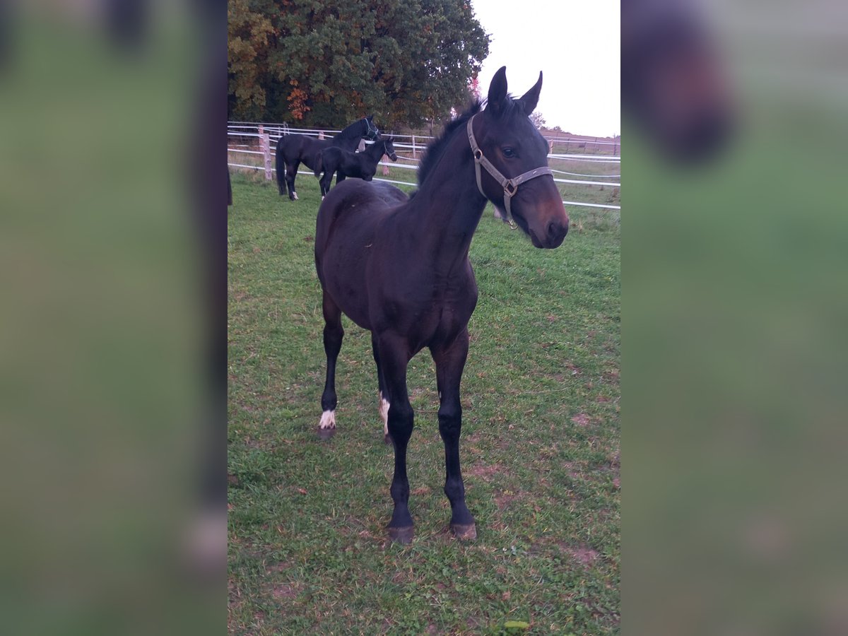 Heavy Warmblood Stallion Foal (05/2025) Bay-Dark in Schorndorf Heavy Warmblood Stallion Foal (05/2025) Bay-Dark in Schorndorf