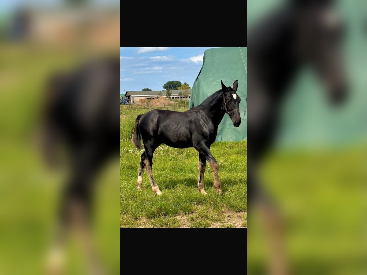 Heavy Warmblood Stallion Foal (03/2025) Black in Genthin