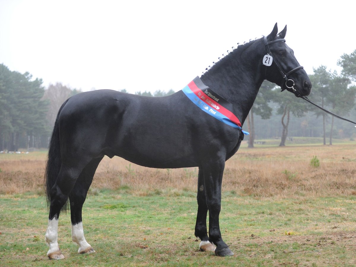 Heavy Warmblood Stallion Smoky-Black in Adelheidsdorf