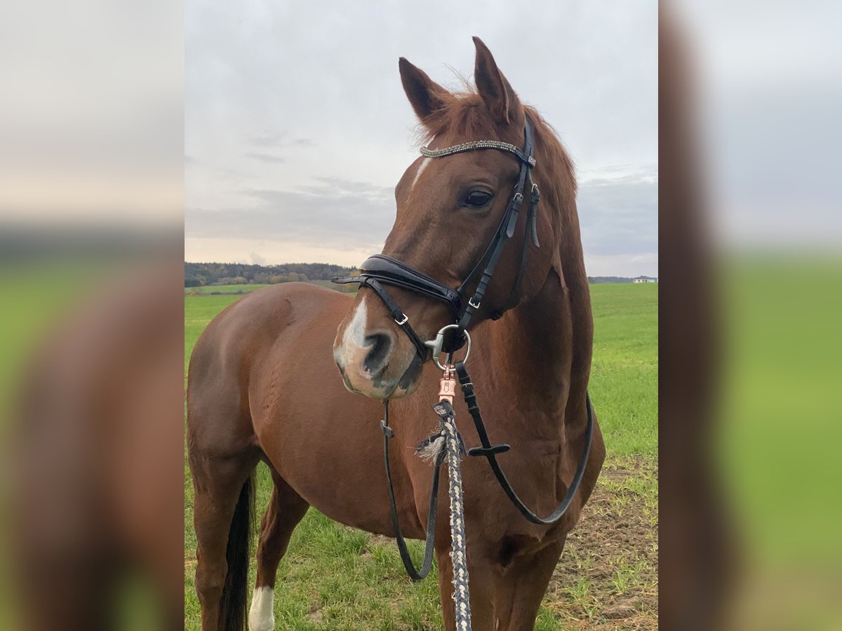 Hessian-varmblod Valack 18 år 163 cm fux in Ingolstadt