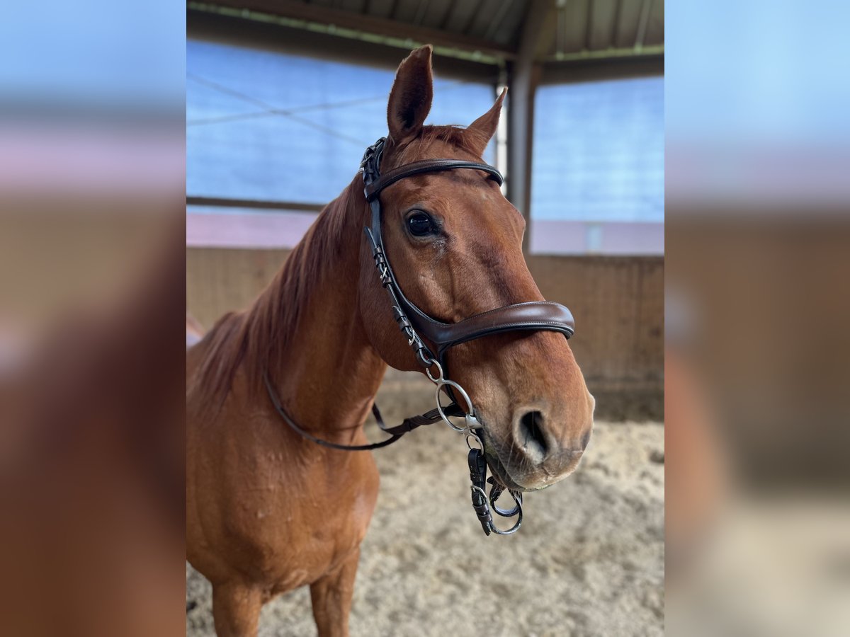 Hessian Warmblood Gelding 19 years 16 hh Chestnut-Red in Bad Nauheim