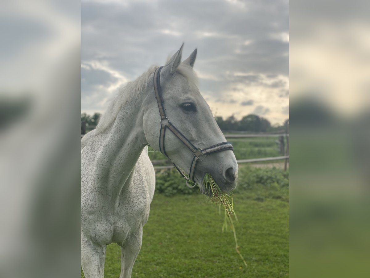 Hessian Warmblood Gelding 22 years 16 hh Gray-Fleabitten in Idstein