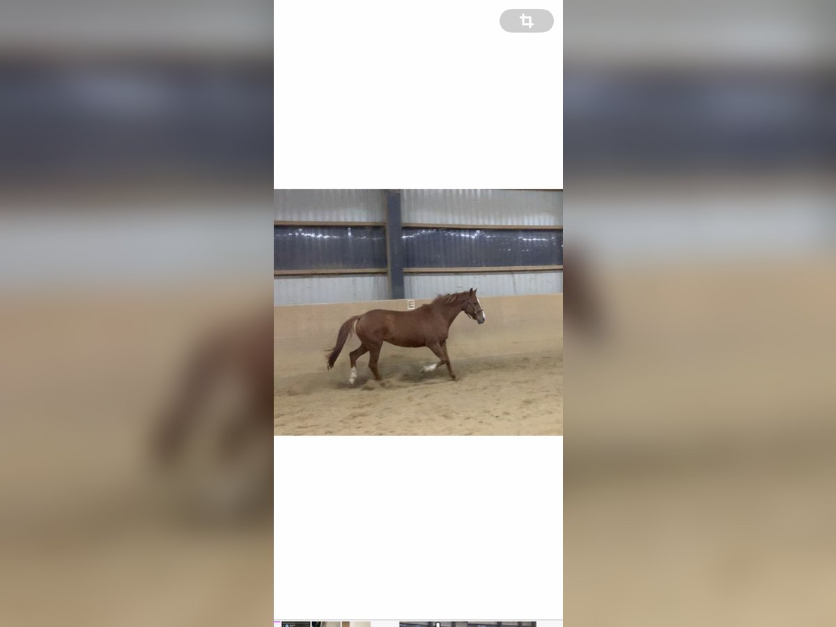 Hessian Warmblood Mare 18 years 16 hh Chestnut-Red in Eschborn