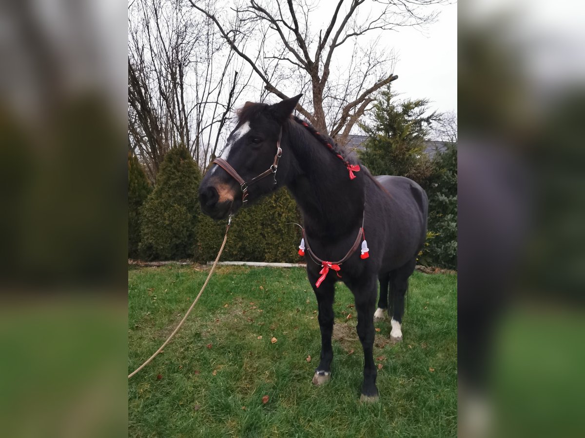 Hessisches warmbloed Merrie 20 Jaar 160 cm Bruin in Altlandsberg