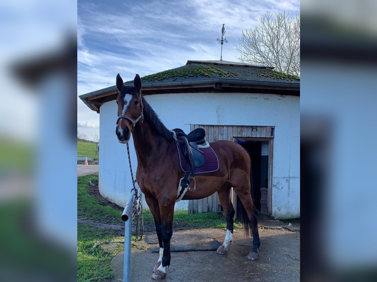 Hessisches Warmblut Stute 16 Jahre 173 cm Brauner in Nochern