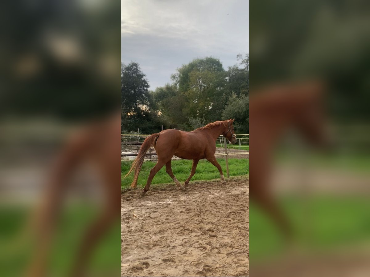 Hessisches Warmblut Stute 19 Jahre 164 cm Fuchs in Eschborn