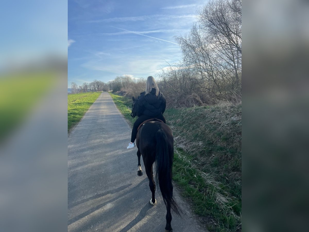 Hessisches Warmblut Stute 19 Jahre 167 cm Schwarzbrauner in Vienenburg