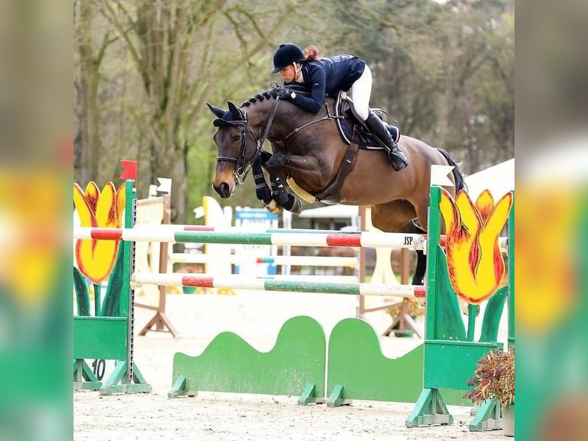 Hessisches Warmblut Stute 21 Jahre 173 cm Brauner in Meppen