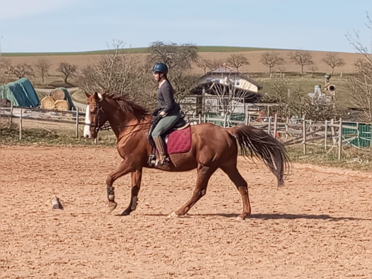Hessisches Warmblut Wallach 21 Jahre 172 cm in Quirnbach