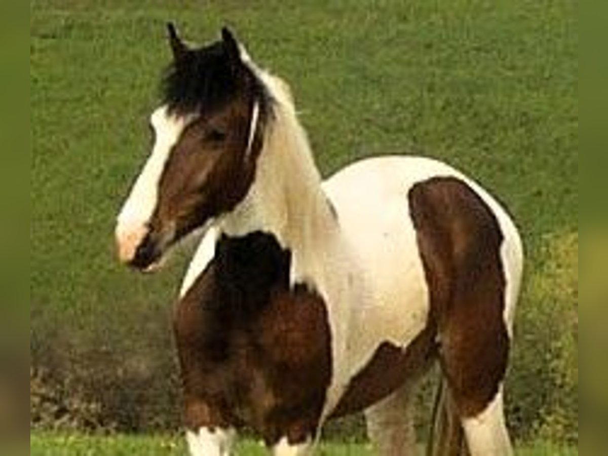 Hessisches Warmblut Mix Wallach 22 Jahre 160 cm Schecke in Korbach