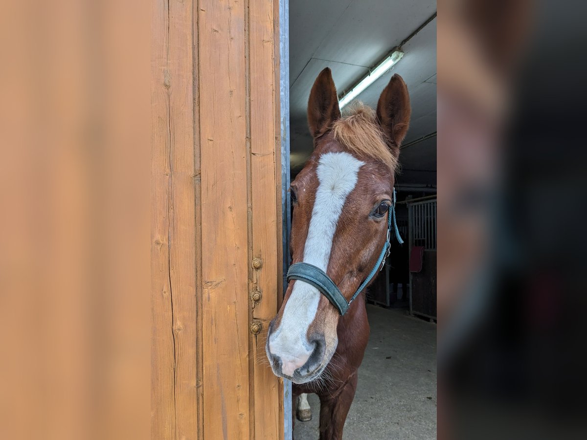 Hessisches Warmblut Wallach 22 Jahre 170 cm Fuchs in Hofheim am Taunus