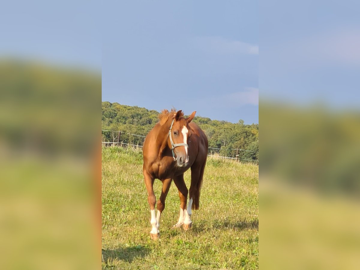 Hessois Sang-Chaud Jument 16 Ans 165 cm Alezan in Ober-Ramstadt