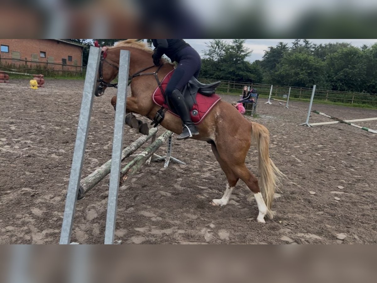Hey ich suche eine Reitbeteiligung 