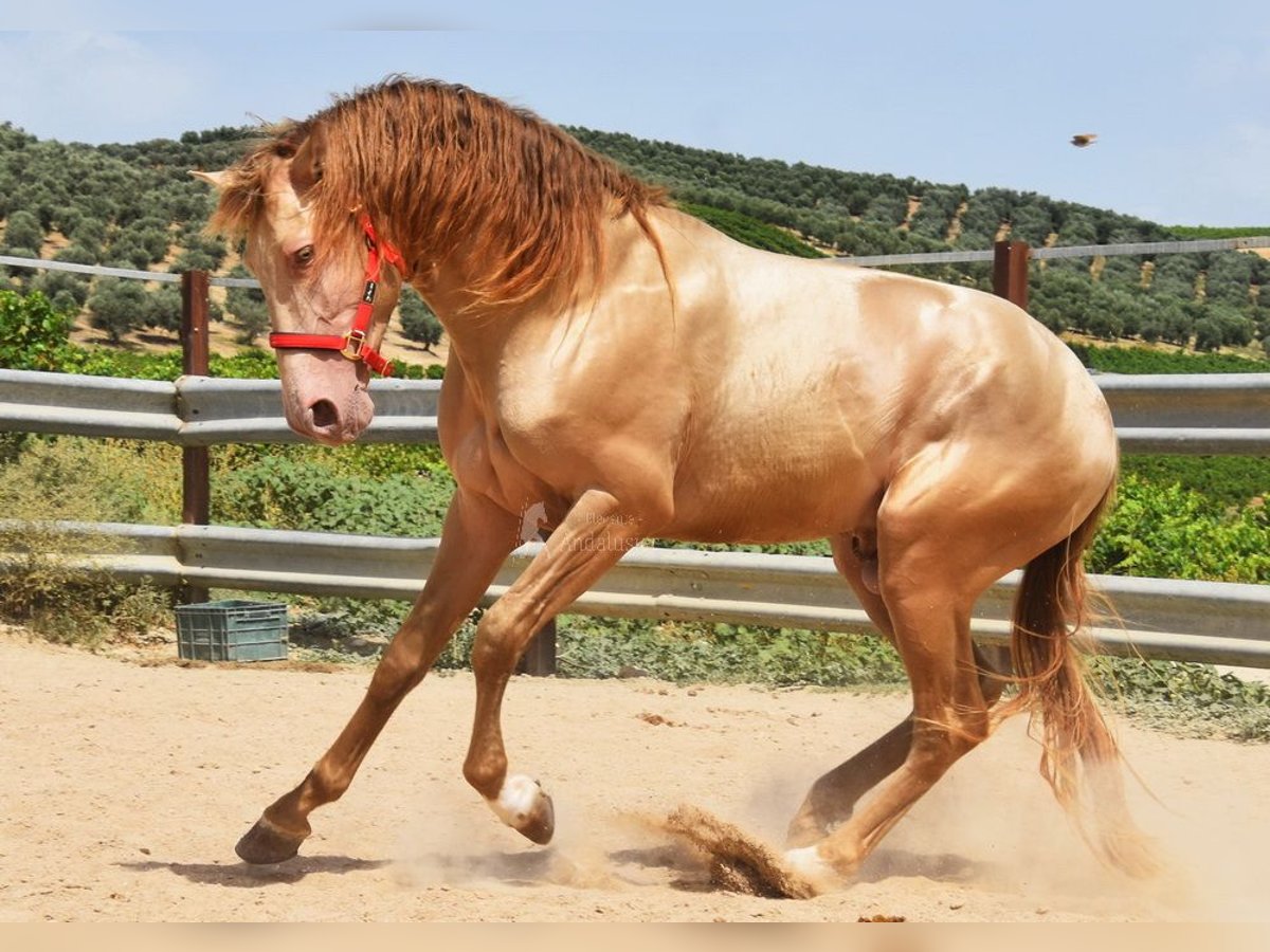 HIDALGO DE FUERZA PRE Hengst Pearl in Provinz Cordoba