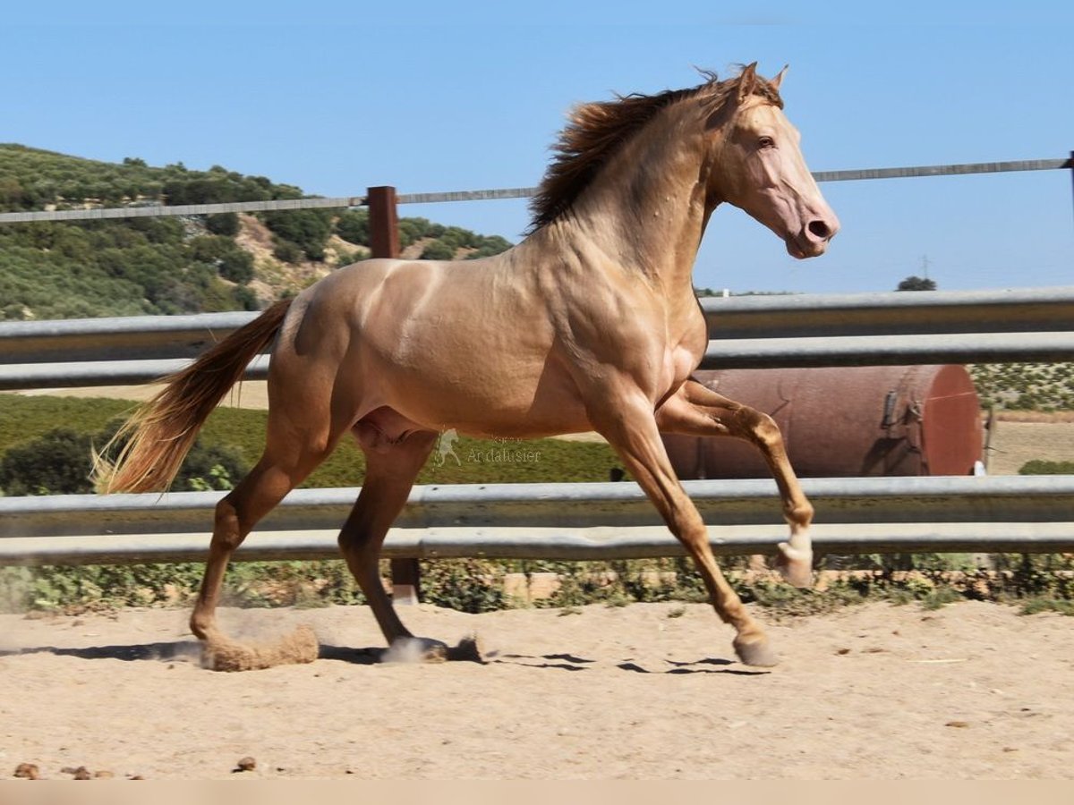 HIDALGO DE FUERZA PRE Stallion Pearl in Provinz Cordoba