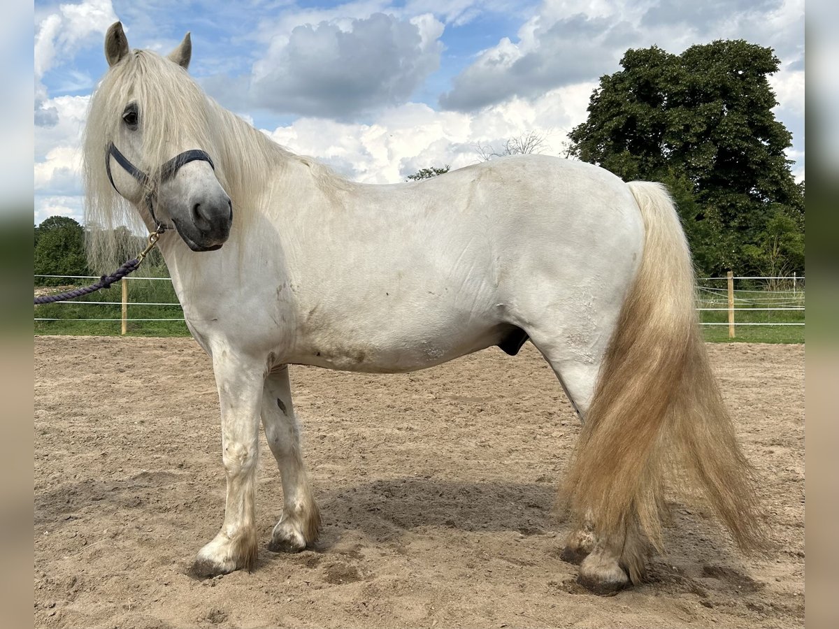 Highland pony Gelding 14 years Grey in Lautertal