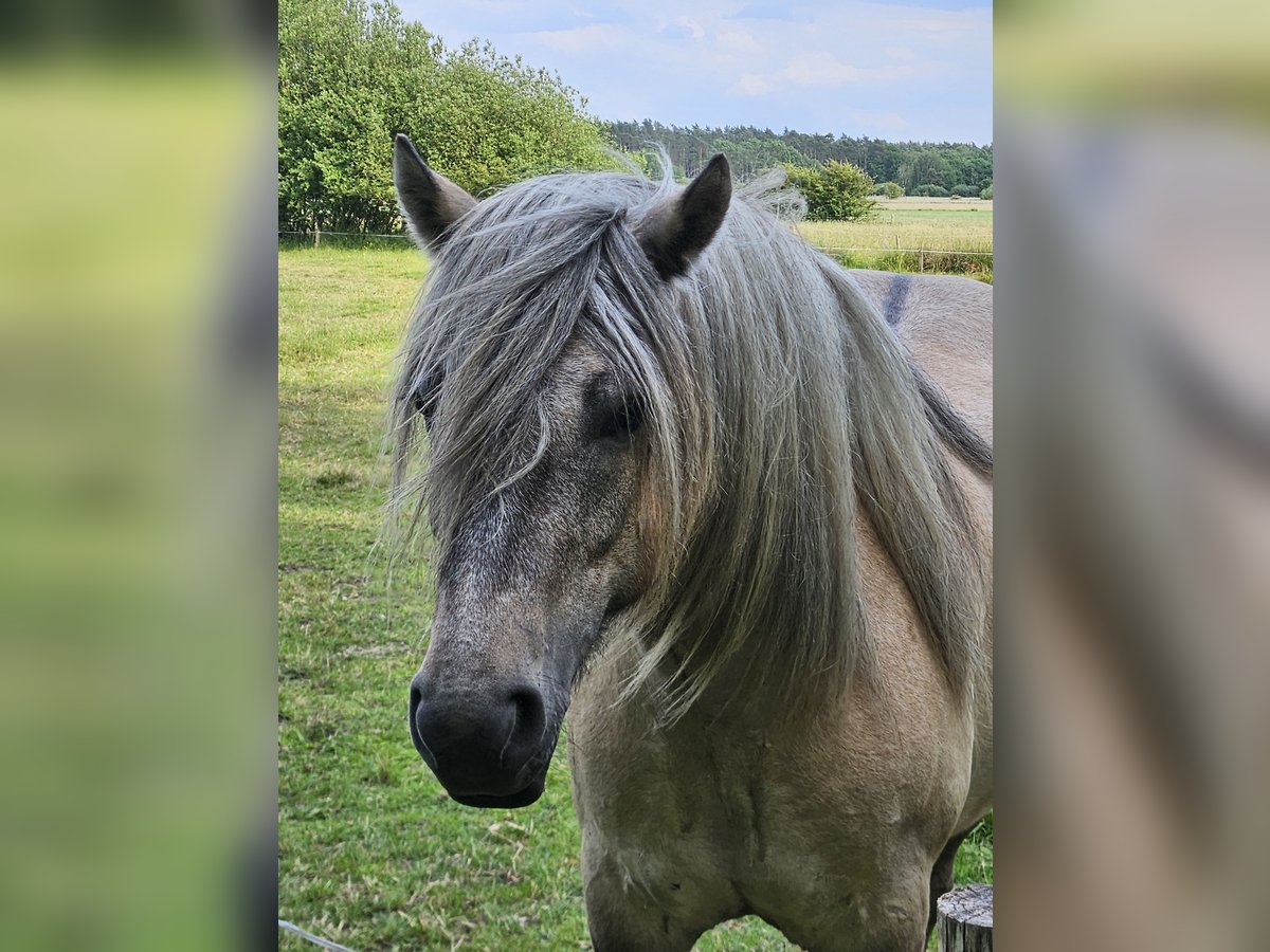 Highland pony Gelding 4 years 14,2 hh Dun in Wedemark