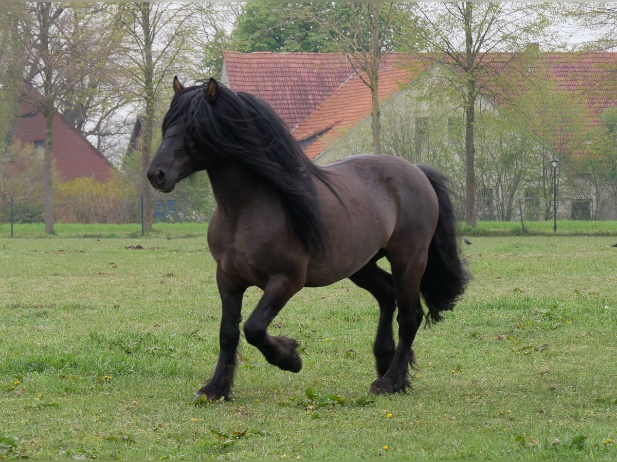 Highland Pony Hengst 9 Jahre 145 cm Falbe in Recke