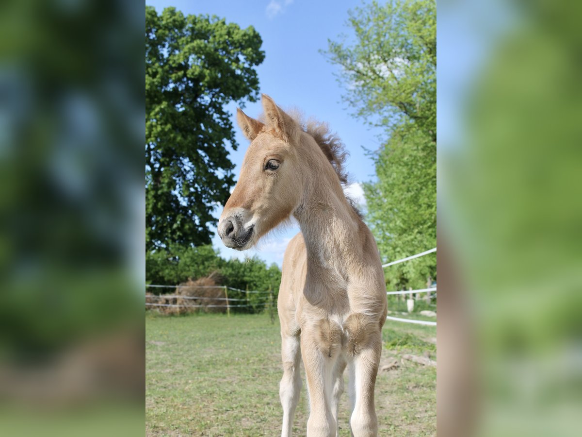 Highland Pony Hengst  Red Dun in Saint oulph