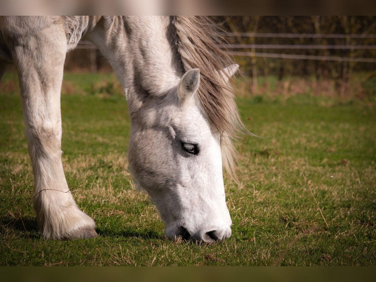 Highland pony Mare 21 years 13 hh Gray in Hetzles