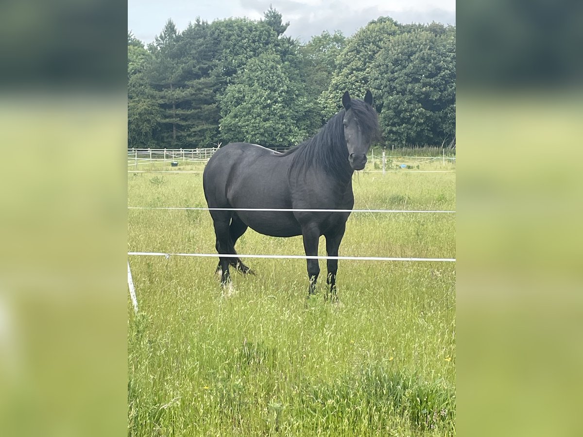 Highland Pony Merrie 7 Jaar 132 cm Zwart in Faversham
