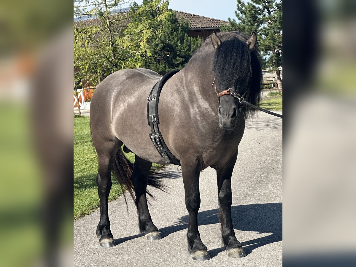 Highland Pony Ruin 3 Jaar 152 cm Dunalino in Amerang