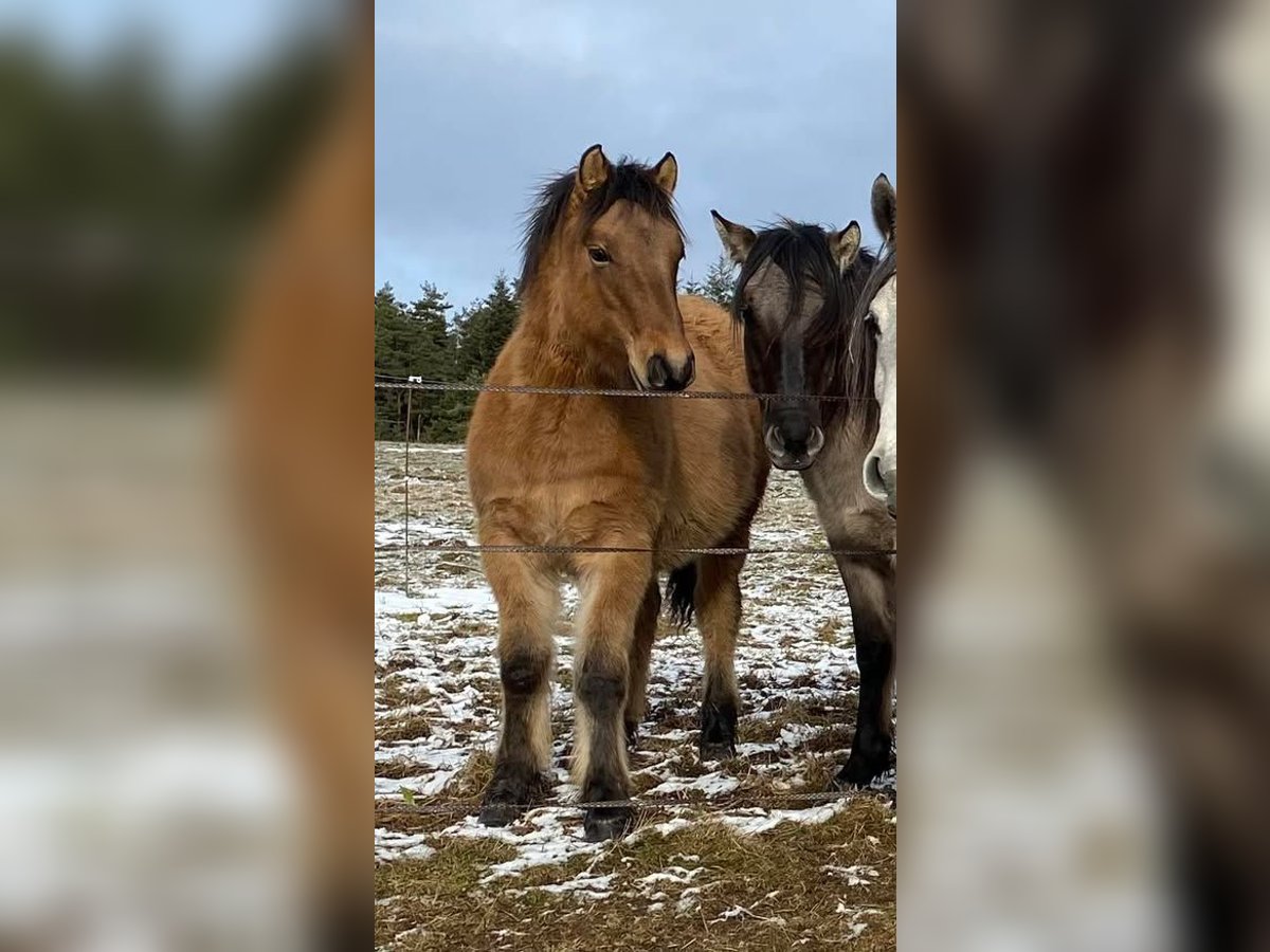 Highland pony Stallion 1 year 14,1 hh in Calden
