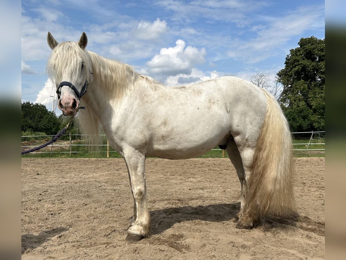 Highland Pony Wallach 14 Jahre Schimmel in Lautertal