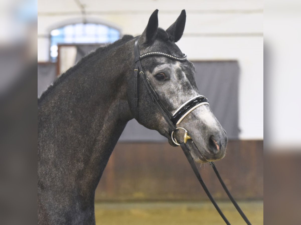 HIGHLAND WHITE German Sport Horse Stallion Gray in Warendorf