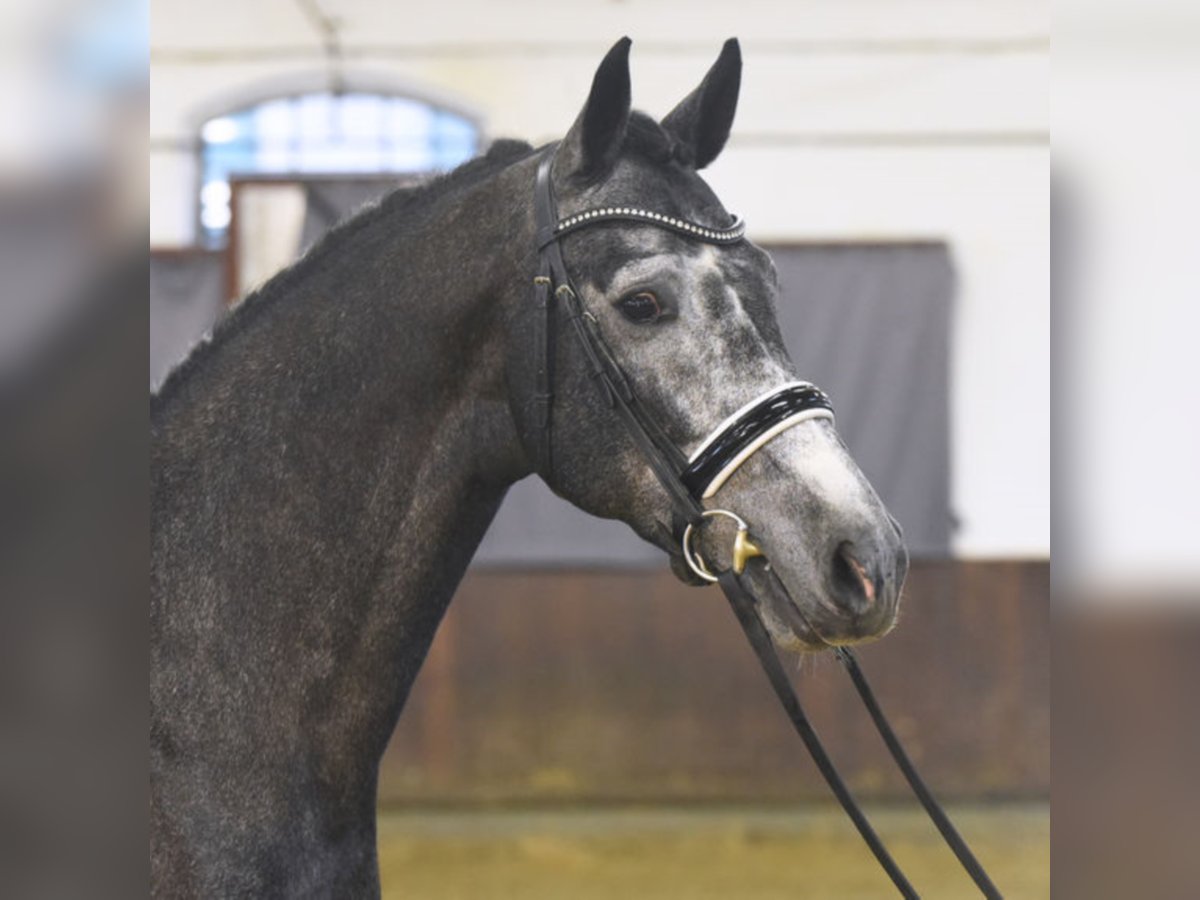 HIGHLAND WHITE German Sport Horse Stallion Grey in Warendorf