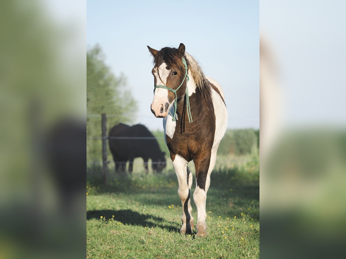 HIMIWOOK ELIAK OF JAK Amerikansk curlyhäst Hingst Tobiano-skäck-alla-färger in Deinze