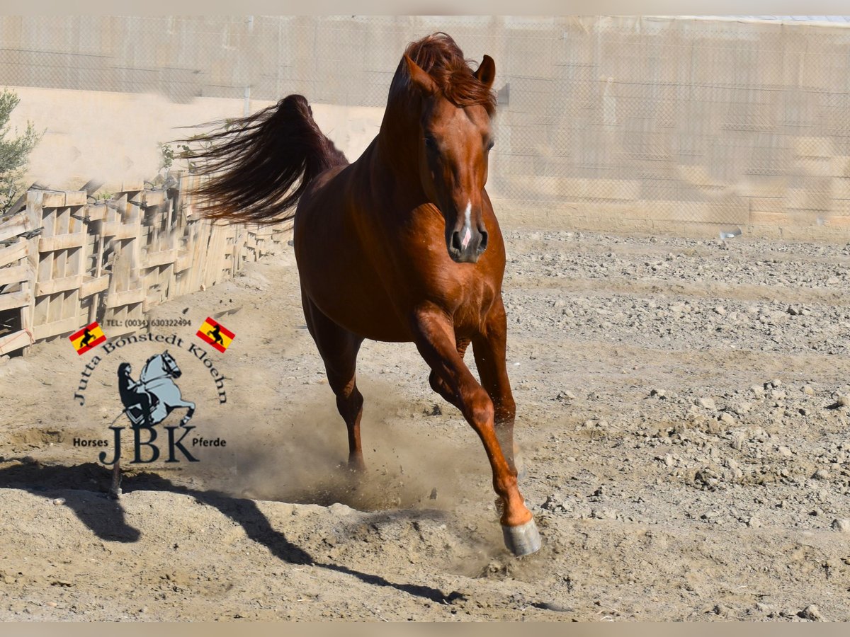 Hispano-arab Hingst 2 år 158 cm fux in Tabernas Almería