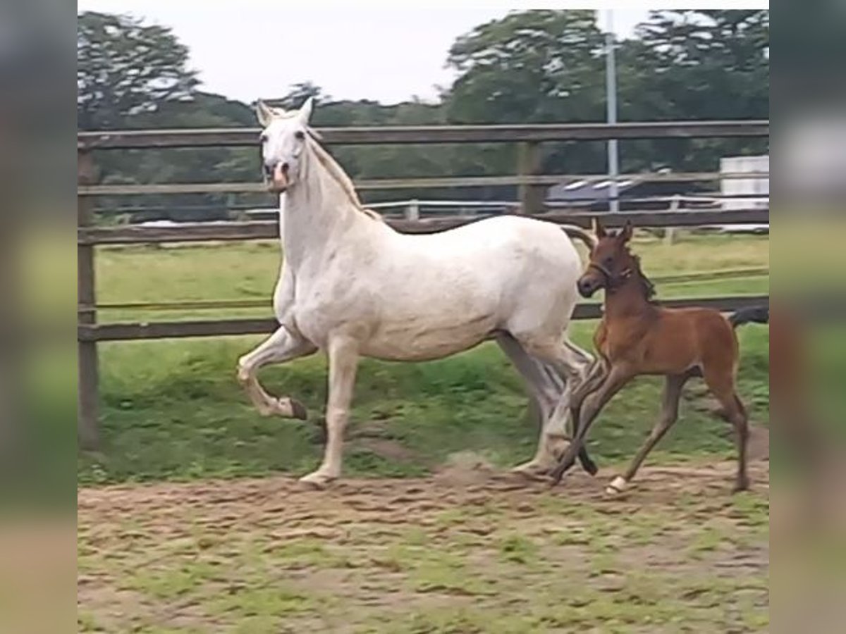 Hispano-arab Hingst Föl (01/2024) 160 cm Mörkbrun in Doetinchem